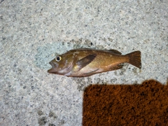 エゾメバルの釣果