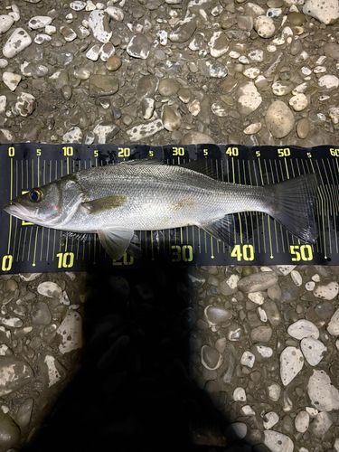 宮崎県の釣果・釣り場情報【2026年最新】 - アングラーズ | 釣果600万