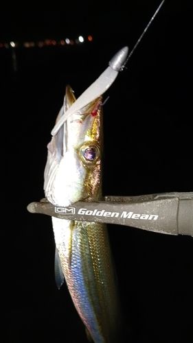 カマスの釣果