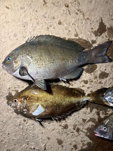 クチブトグレの釣果