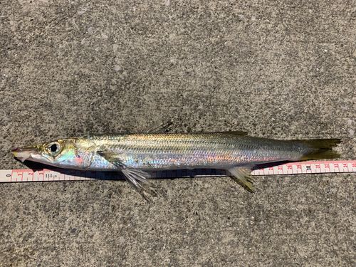カマスの釣果
