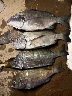 クロダイの釣果