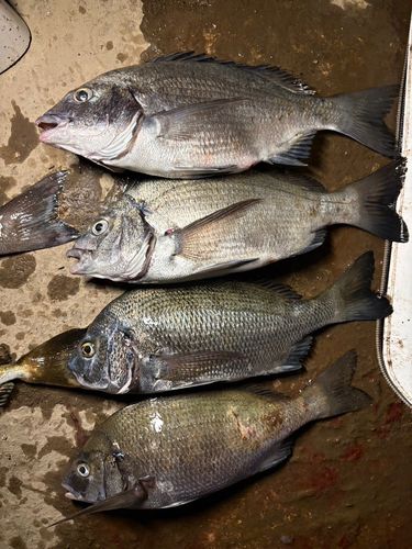 クロダイの釣果