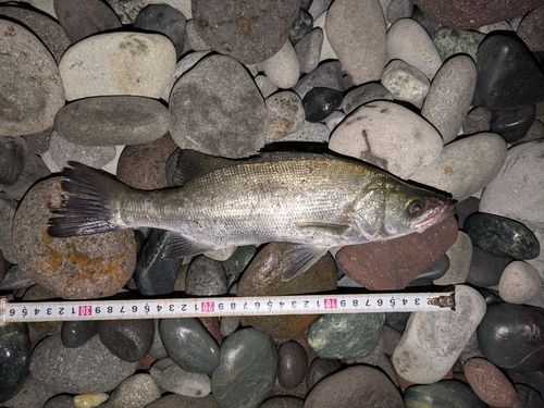セイゴ（ヒラスズキ）の釣果