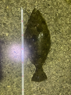 ヒラメの釣果