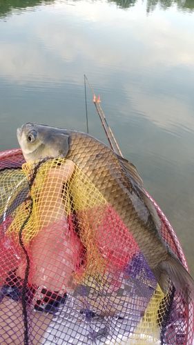 ヘラブナの釣果