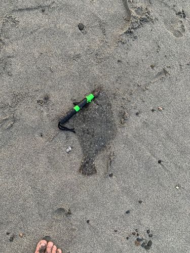 ソゲの釣果