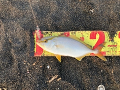 ショゴの釣果