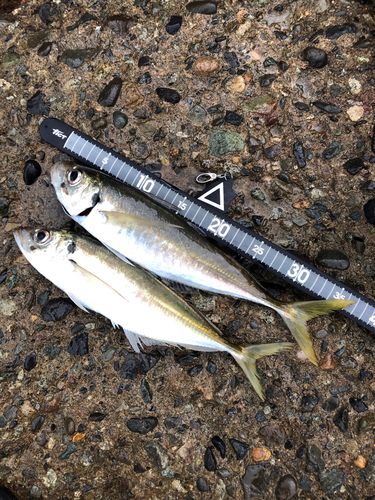アジの釣果