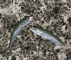 サバの釣果