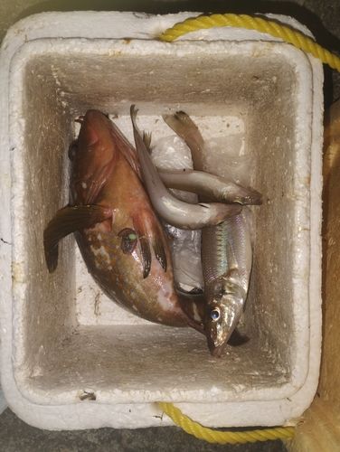 キスの釣果