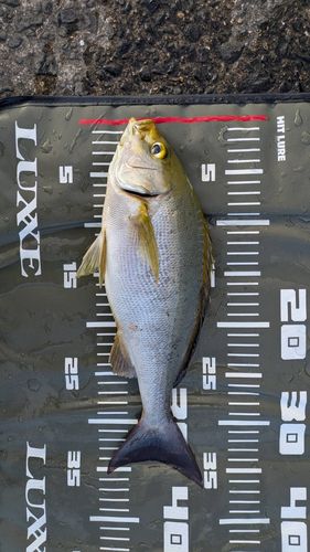 イサキの釣果