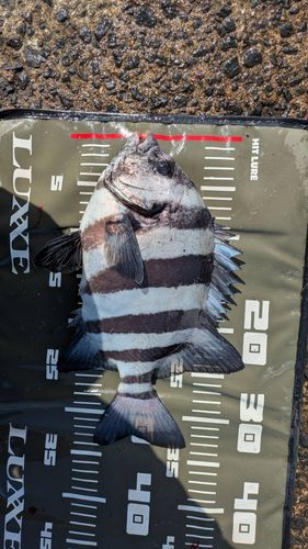 イシダイの釣果
