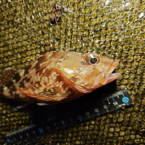 カサゴの釣果