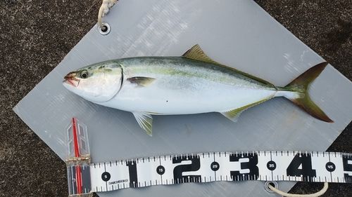 ツバスの釣果