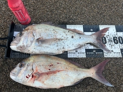 タイの釣果