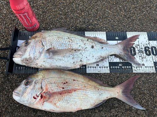 タイの釣果