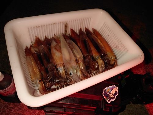 イカの釣果