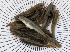 マハゼの釣果