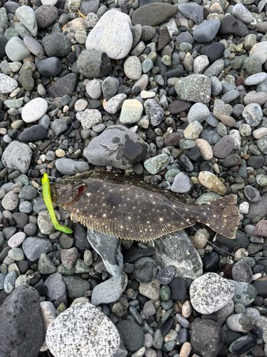 ソゲの釣果