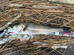 スズキの釣果