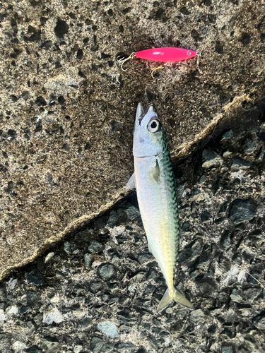 サバの釣果