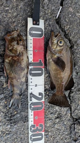 メバルの釣果
