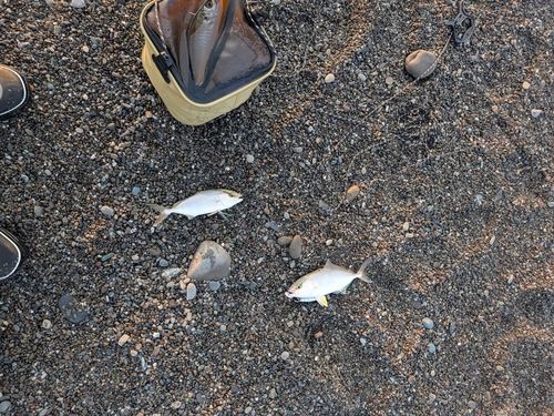 シオの釣果