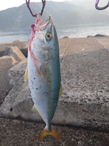 イナダの釣果