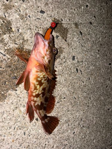 ガシラの釣果