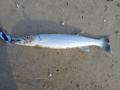 オニカマスの釣果