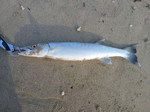 オニカマスの釣果
