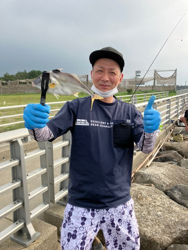 ギマの釣果