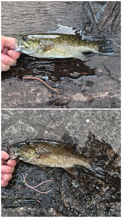 スモールマウスバスの釣果