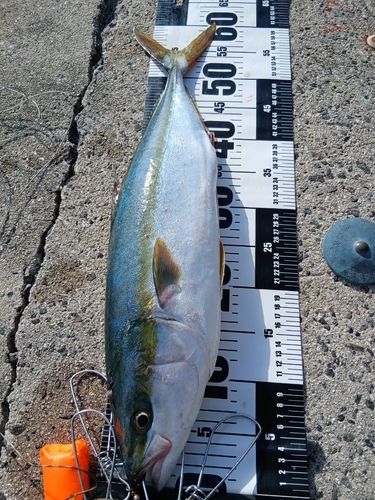 ハマチの釣果