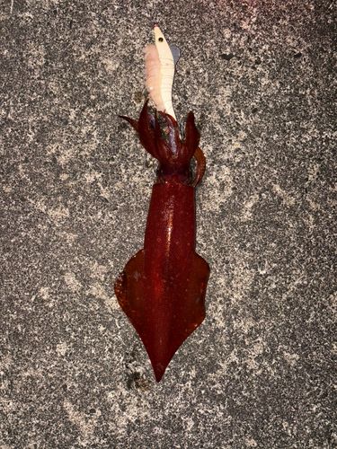 ケンサキイカの釣果