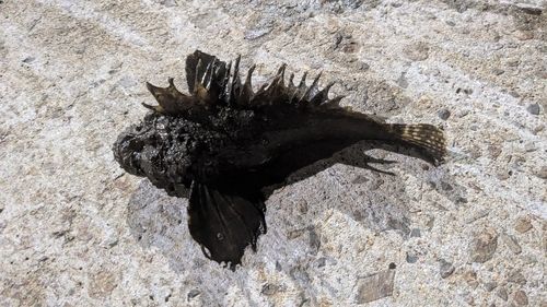 オニオコゼの釣果