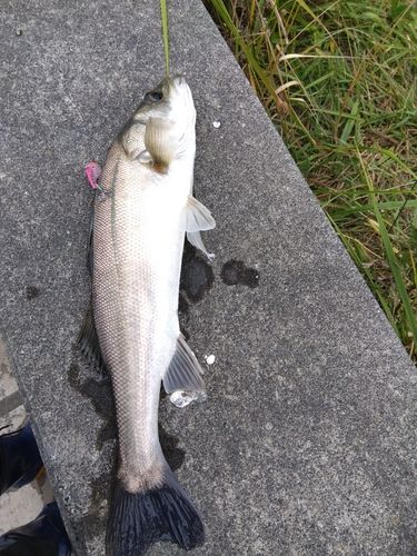 セイゴ（マルスズキ）の釣果