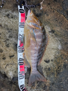 タマンの釣果