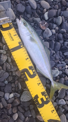 ワカシの釣果