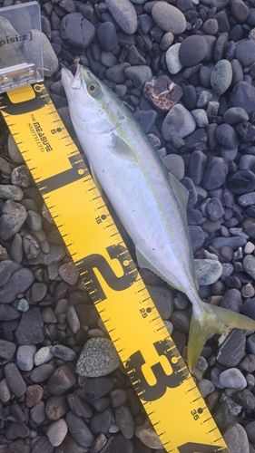 ワカシの釣果