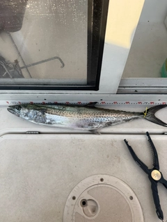 サワラの釣果