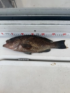 オオモンハタの釣果