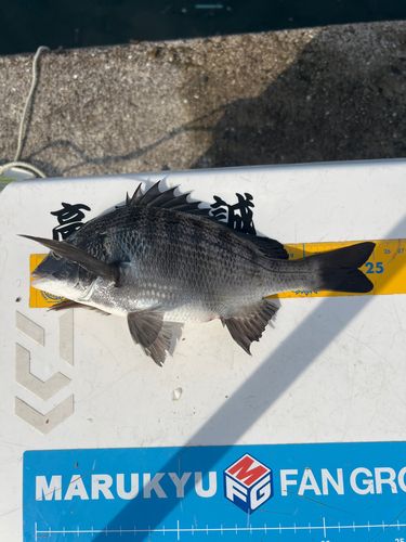 クロダイの釣果