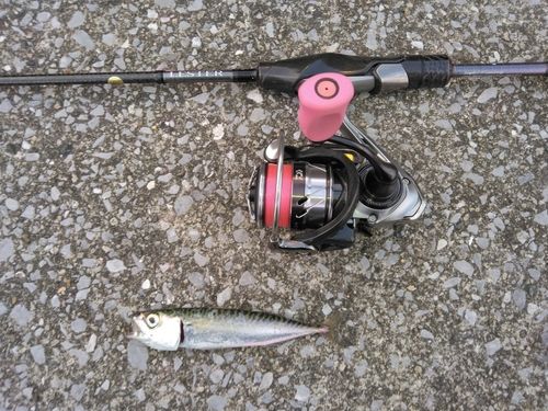 サバの釣果