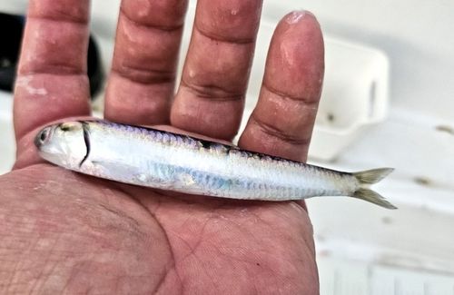 カタクチイワシの釣果