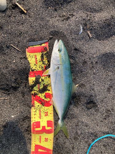 ワカシの釣果