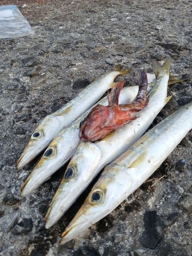 カマスの釣果