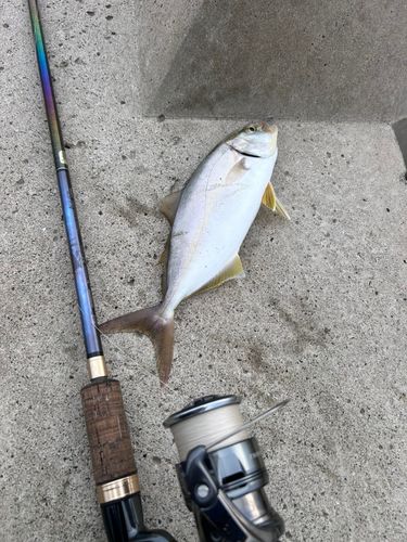 ネリゴの釣果