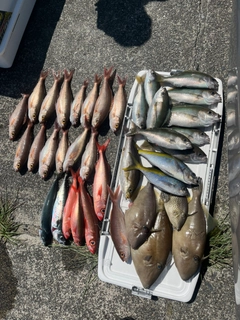 アオダイの釣果